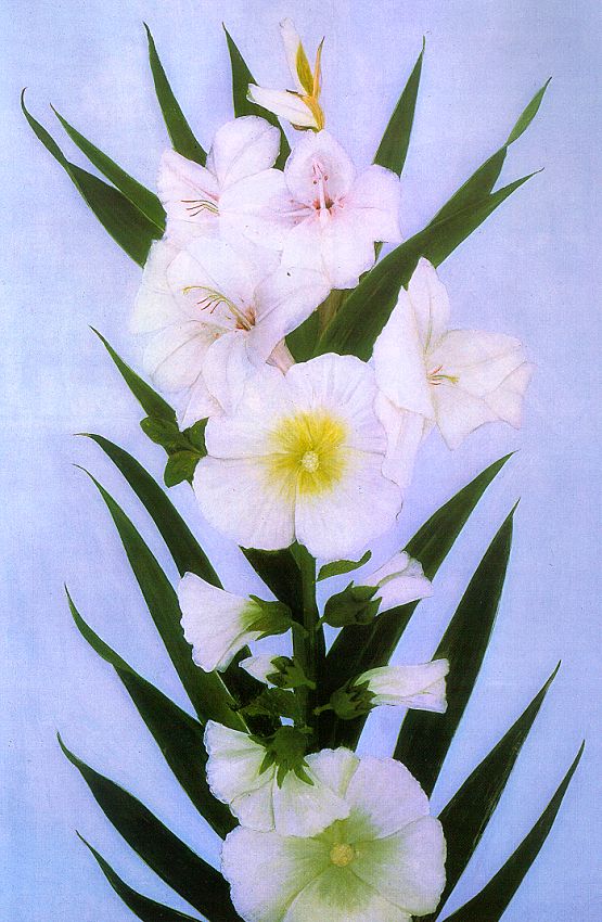 White Hollyhocks from my Garden